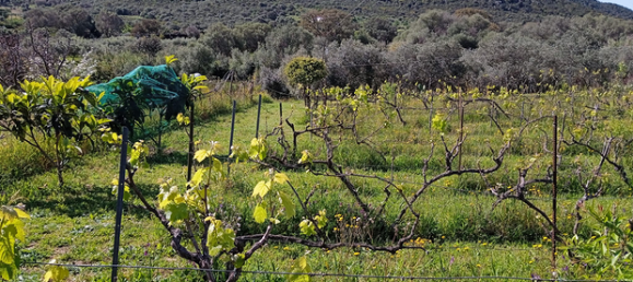  قطعة أرض في Loiri Porto San Paolo, Italy 1400متر مربع رقم 258397 3