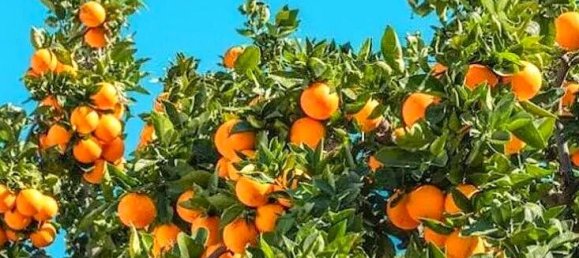 2 chambres Penthouse à Alhama de Murcia, Spain No. 171498 33