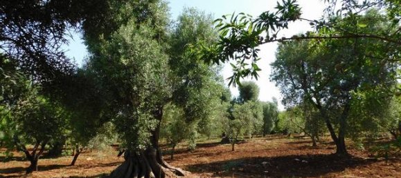 2 bedrooms House in Ceglie Messapica, Italy No. 174886 37