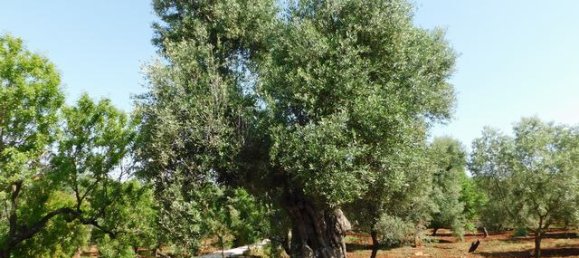 2 bedrooms House in Ceglie Messapica, Italy No. 174886 38