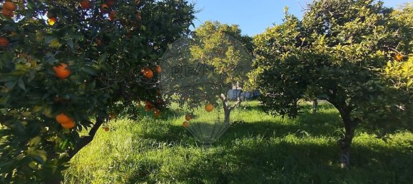 4 bedrooms House in Torres Novas, Portugal No. 21932 9