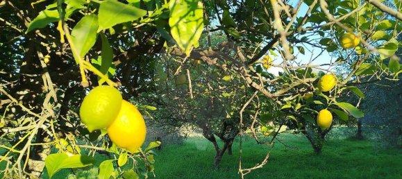 4 bedrooms House in Torres Novas, Portugal No. 21932 11