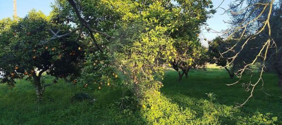 4 bedrooms House in Torres Novas, Portugal No. 21932 43