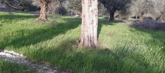 Terrain à Sant'Angelo Romano, Italy No. 203451 6