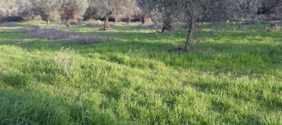 Terrain à Sant'Angelo Romano, Italy No. 203451 8