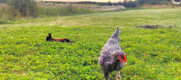 7غرفة منزل في Uckermark, Germany رقم 313531 14