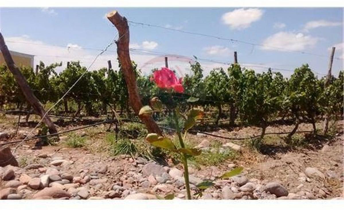  Land in Mendoza, Argentina No. 50638