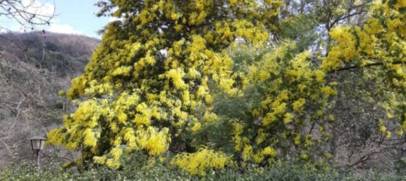 3 Schlafzimmer Haus in Monsummano Terme, Italy, Nr. 78428 24