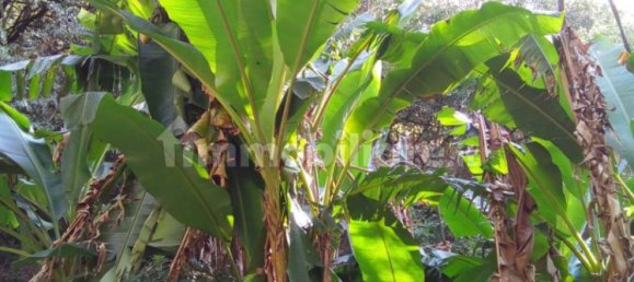 3 Schlafzimmer Haus in Monsummano Terme, Italy, Nr. 78428 5