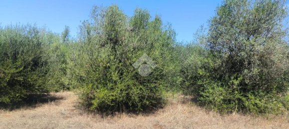  Land in Sassari, Italy No. 342947 8