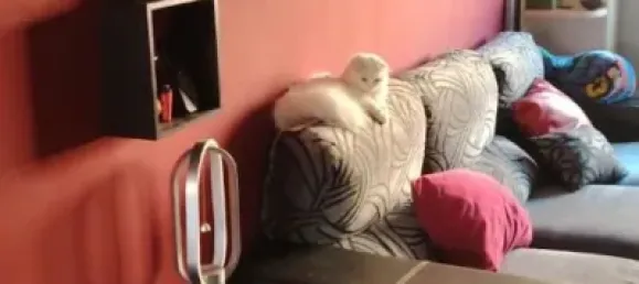 3 Schlafzimmer Wohnung in Basque Autonomous Community, Spain, Nr. 169353 2