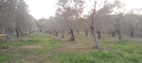 Propriété commerciale à Chalkidiki, Greece 350m² No. 2532 12