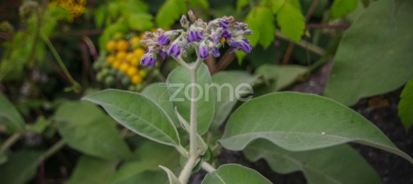  Land in Funchal, Portugal No. 85899 9