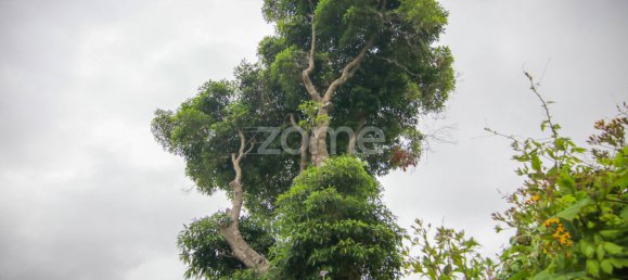  Land in Funchal, Portugal No. 85899 10