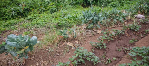  Land in Funchal, Portugal No. 85899 4