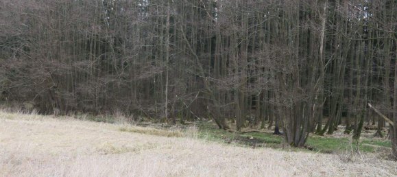  قطعة أرض في Vitis, Austria رقم 242923 2