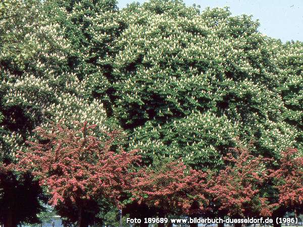 4 Schlafzimmer Wohnung in Düsseldorf, Germany, Nr. 10333