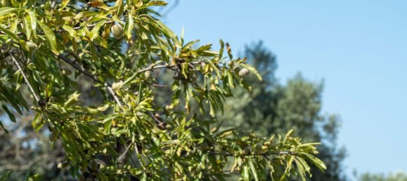 Terreno en Loule, Portugal 4115 m² No. 37663 35