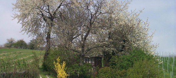 1-Zimmer Grundstück in Wien, Austria, Nr. 48857 5