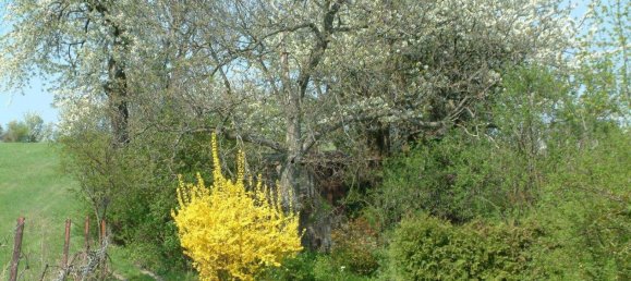 1-Zimmer Grundstück in Wien, Austria, Nr. 48857 6