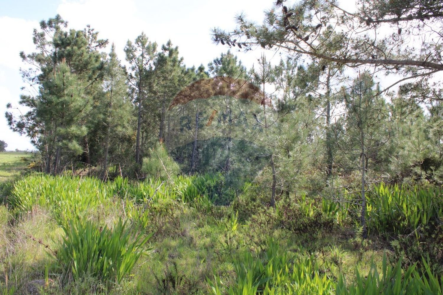  قطعة أرض في Rogil, Portugal 43240متر مربع رقم 34822