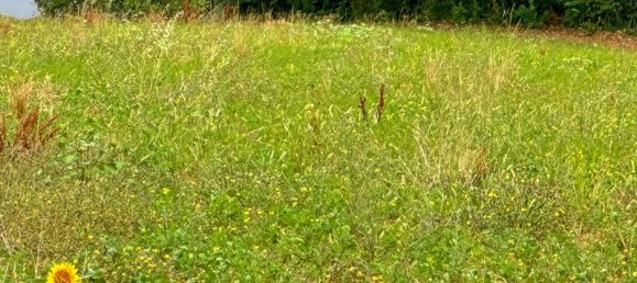 Grundstück in Bassoues, France 3000m², Nr. 299749 3