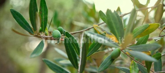 2 bedrooms House in Miglianico, Italy No. 250954 3