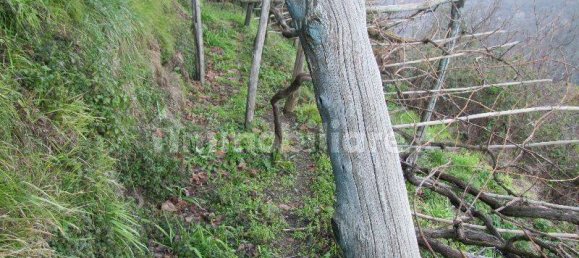 4 bedrooms Apartment in Fosdinovo, Italy No. 134638 32