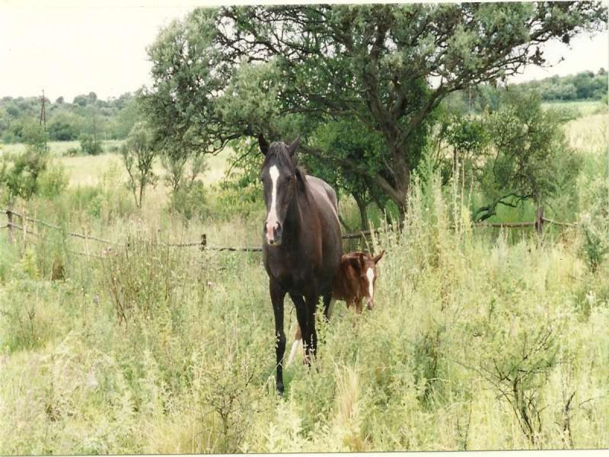 Grundstück in Cordoba, Argentina, Nr. 50028