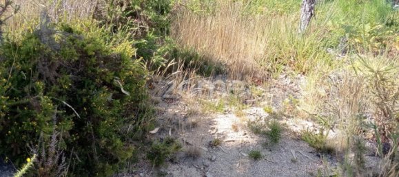  Land in Tondela, Portugal No. 88044 10