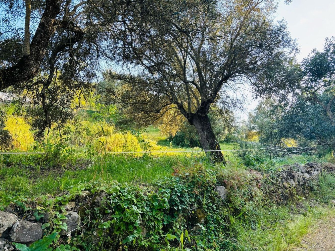 Земельный участок в Падерни, Португалия № 295311