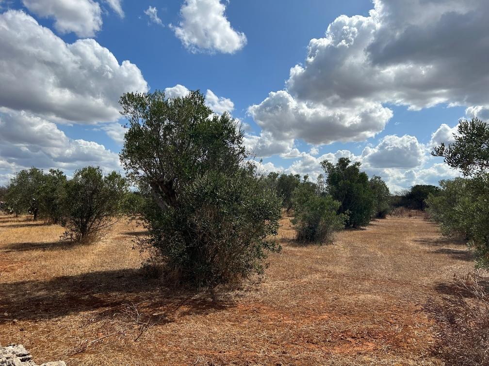 Terreno em Gallipoli, Italy 8700 m² N.º 236942