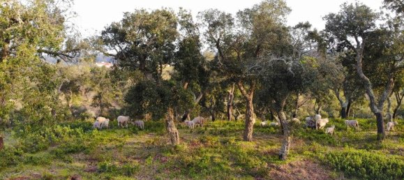 Grundstück in Grandola, Portugal 21500m², Nr. 257046 9