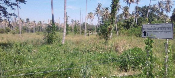  Land in Prachuap Khiri Khan, Thailand No. 26459 6