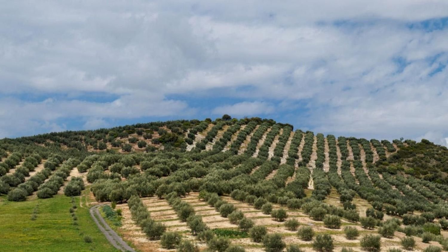  Land in Loja, Spain No. 244561