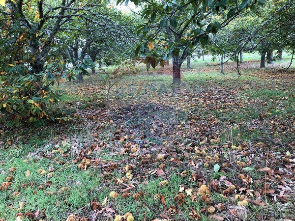 17900m² Land in Aveloso, Portugal No. 73220