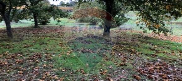 17900m² Land in Aveloso, Portugal No. 73220 6