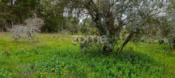  قطعة أرض في Avelas de Cima, Portugal 1200متر مربع رقم 78620 6