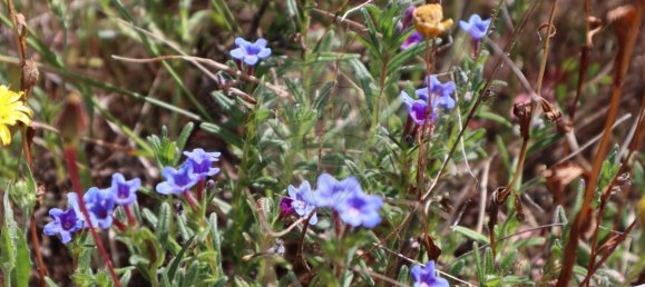  قطعة أرض في Seixo da Beira, Portugal 30990متر مربع رقم 11478 25