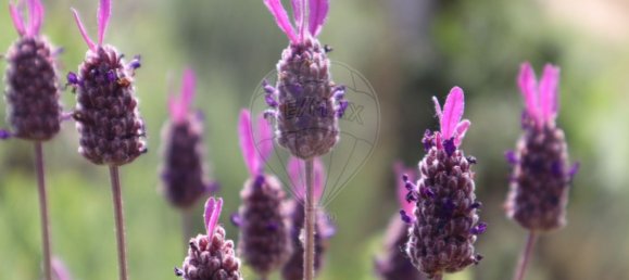  قطعة أرض في Seixo da Beira, Portugal 30990متر مربع رقم 11478 21