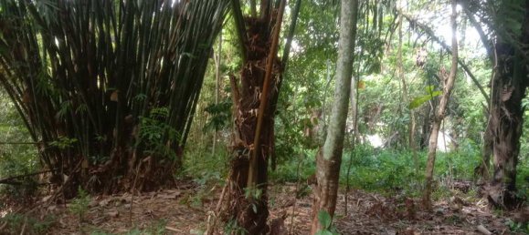 Земельный участок 4000м² в Tabanan, Индонезия № 3728 9