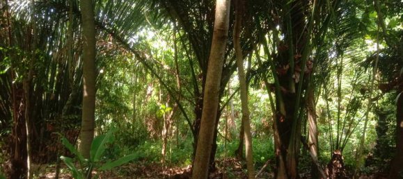 Земельный участок 4000м² в Tabanan, Индонезия № 3728 7