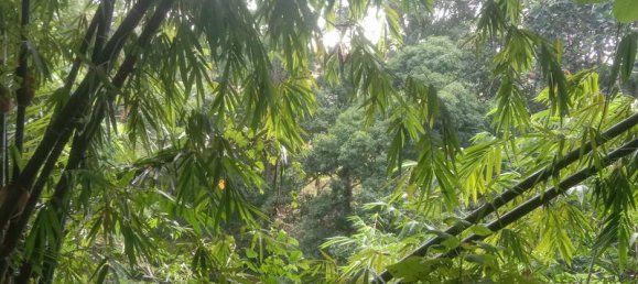 Земельный участок 4000м² в Tabanan, Индонезия № 3728 5