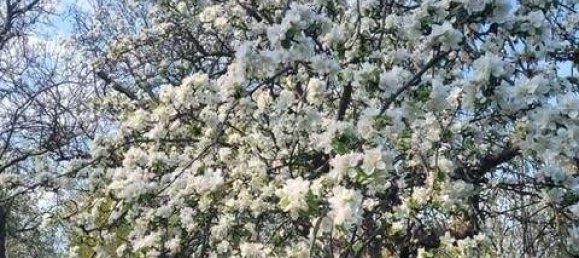 4 rooms Villa in Grafenbach-St. Valentin, Austria No. 244675 17