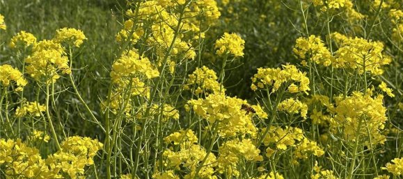 1 room Land in Traversetolo, Italy No. 61305 35