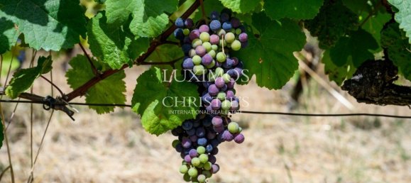 59564m² Land in Santa Marta de Penaguiao, Portugal No. 241829 6