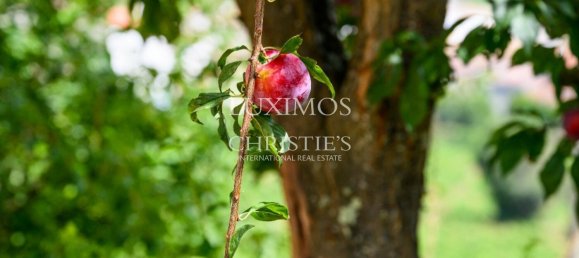 59564m² Land in Santa Marta de Penaguiao, Portugal No. 241829 8