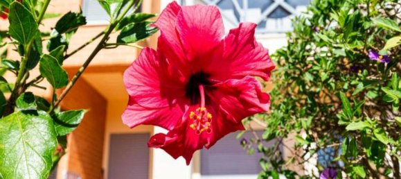 2 Schlafzimmer Wohnung in Albufeira, Portugal, Nr. 219136 20