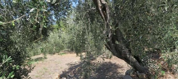3800m² Land in San Bartolomeo al Mare, Italy No. 146551 21