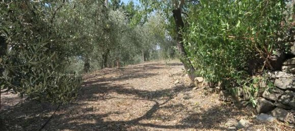 3800m² Land in San Bartolomeo al Mare, Italy No. 146551 16